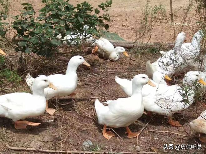 才25元!哪来的利润?能放心吃吗?麻将胡了游戏活鸭上百元一只做成烤鸭(图3) 才25元!哪来的利润?能放心吃吗?麻将胡了游戏活鸭上百元一只做成烤鸭(图3)