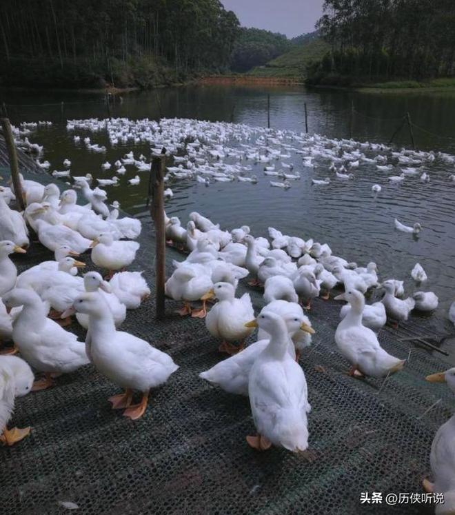 才25元!哪来的利润?能放心吃吗?麻将胡了游戏活鸭上百元一只做成烤鸭(图6) 才25元!哪来的利润?能放心吃吗?麻将胡了游戏活鸭上百元一只做成烤鸭(图6)