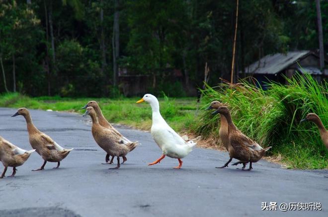 才25元!哪来的利润?能放心吃吗?麻将胡了游戏活鸭上百元一只做成烤鸭(图7) 才25元!哪来的利润?能放心吃吗?麻将胡了游戏活鸭上百元一只做成烤鸭(图7)