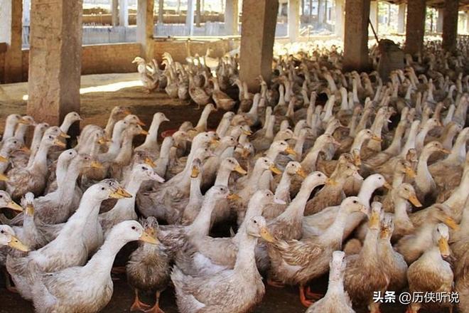 才25元!哪来的利润?能放心吃吗?麻将胡了游戏活鸭上百元一只做成烤鸭(图12) 才25元!哪来的利润?能放心吃吗?麻将胡了游戏活鸭上百元一只做成烤鸭(图12)